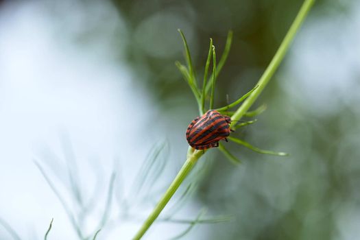 Red striped bedbug on a green branch of dill Graphosoma italicum, red and black striped stink bug, Pentatomidae. High quality photo