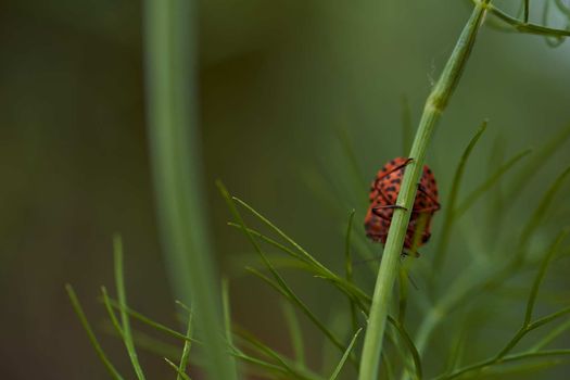 Red striped bedbug on a green branch of dill Graphosoma italicum, red and black striped stink bug, Pentatomidae. High quality photo