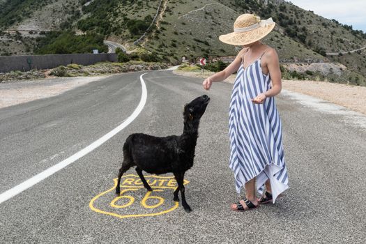 Young attractive female traveler wearing striped summer dress and straw hat standing on an endless straight empty road in the middle of nowhere on the Route 66 road and feeding black sheep.