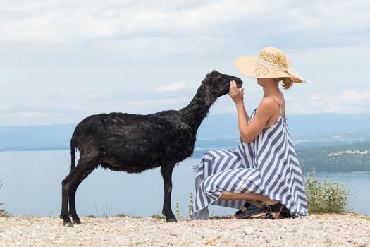 Young attractive female traveler wearing striped summer dress and straw hat squatting, feeding and petting black sheep while traveling Adriatic coast of Croatia.