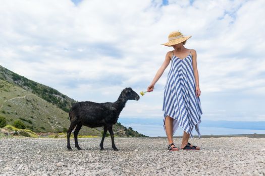 Young attractive female traveler wearing striped summer dress and straw hat squatting, feeding and petting black sheep while traveling Adriatic coast of Croatia.