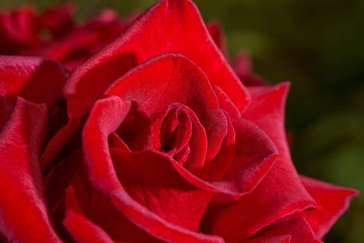 Red Rose Bud in summer. Close-up. Macro effect photo. High quality photo