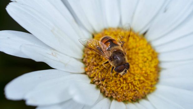 Close-up chamomile daisy flower with yellow nectar . High quality photo