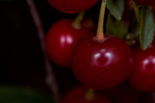 Red cherry fruits hang on branches. Close-up. With copy space. High quality photo