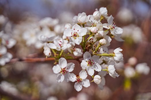 apple blossoms on a blurred natural background. High quality photo