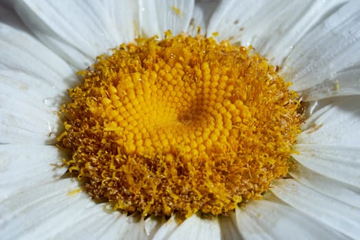 Close-up chamomile daisy flower with yellow nectar . High quality photo