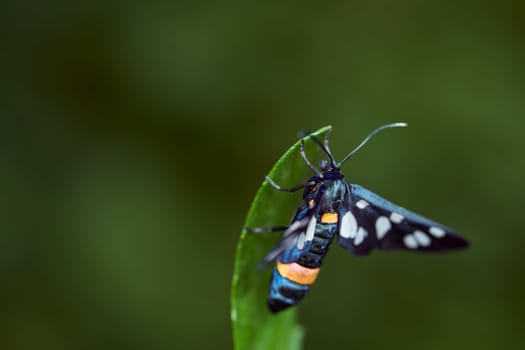 Dark blue butterfly with mottled wings on a green leaf. High quality photo