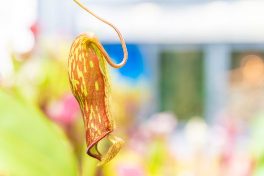 Nepenthes ampullaria, a carnivorous plant in a botanical garden. Copy space