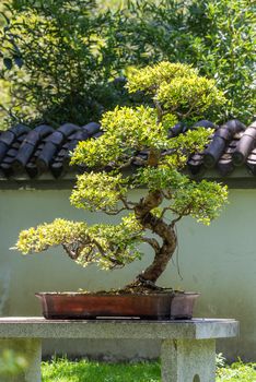 Bonsai tree in sun light in China, Chengdu, Sichuan province, China