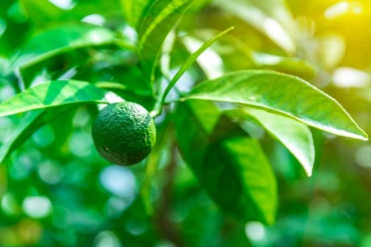 green lime on a tree on a farm. copy space