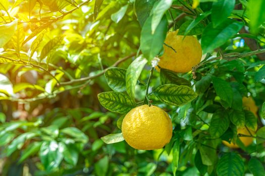 yellow lemon on a green tree.