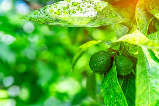 green lime on a tree on a farm. copy space