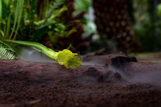 Nepenthes carnivorous plants in the morning mist in the rain forest.