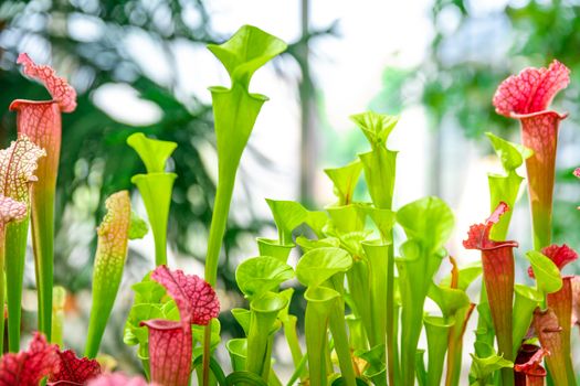 Nepenthes carnivorous plants in the morning mist in the rain forest.