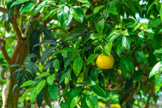 yellow lemon on a green tree.