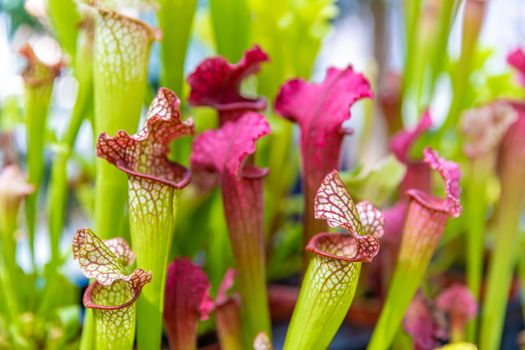 Nepenthes carnivorous plants in the morning mist in the rain forest.