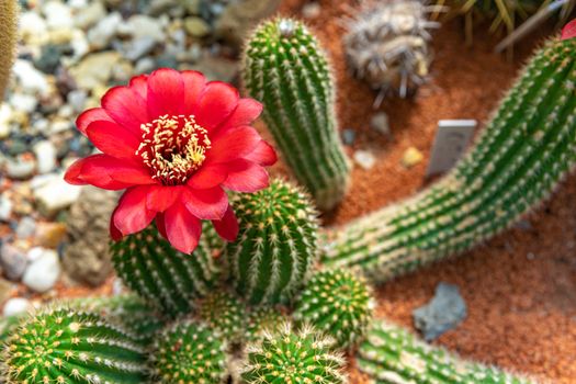 flowering cactus in a botanical garden