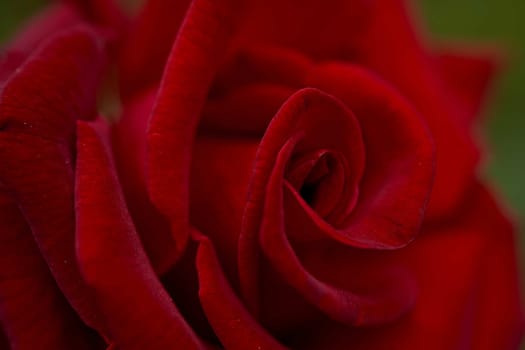 Red Rose Bud in summer. Close-up. Macro effect photo. High quality photo