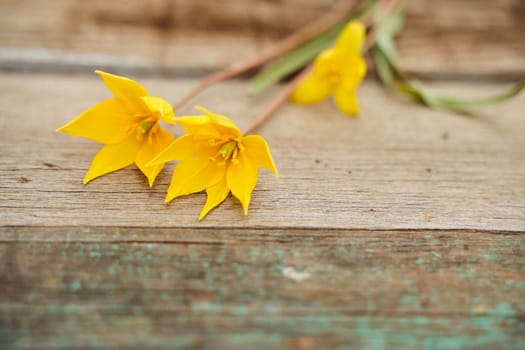 Yellow Woodland tulips, Wild tulips on a wooden background. Close-up.. High quality photo