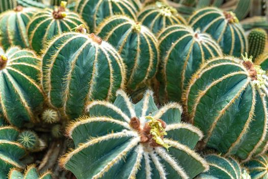 Parodia magnifica, Eriocactus magnificus cactus in a botanical garden.
