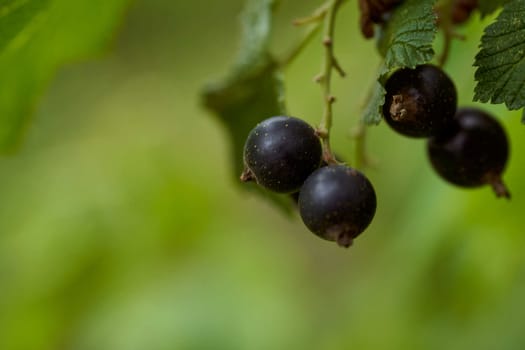 Black currant berries on a blurred green background. High quality photo