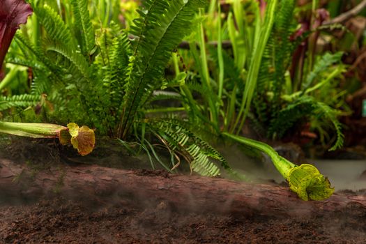 Nepenthes carnivorous plants in the morning mist in the rain forest.