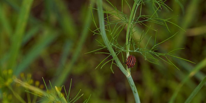 Red striped bedbug on a green branch of dill Graphosoma italicum, red and black striped stink bug, Pentatomidae. High quality photo