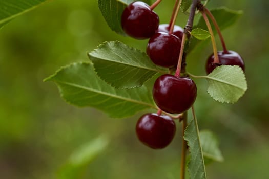 Red cherry fruits hang on branches. Close-up. With copy space. High quality photo