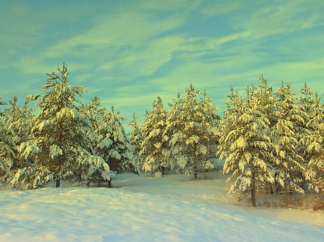 beautiful winter landscape with pines snow covered