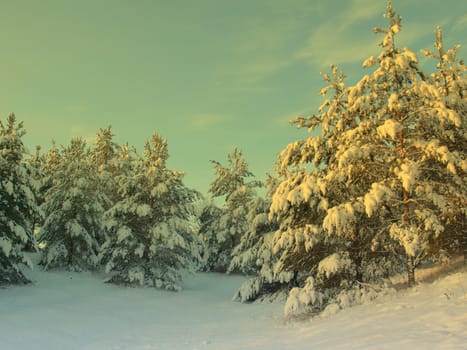 beautiful winter landscape with pines snow covered