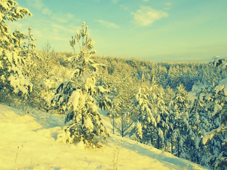 beautiful winter landscape with pines snow covered