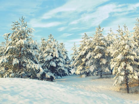 beautiful winter landscape with pines snow covered