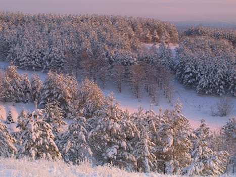 beautiful winter landscape with pines snow covered