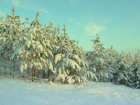 beautiful winter landscape with pines snow covered