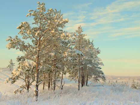 beautiful winter landscape with pines snow covered