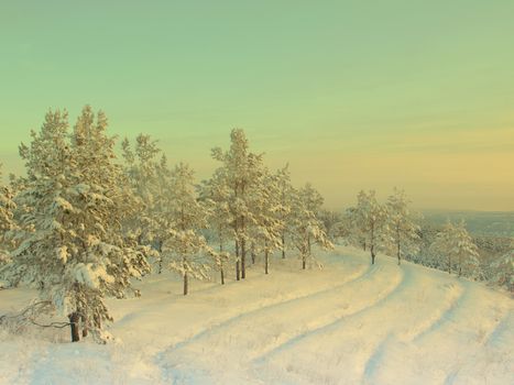 beautiful winter landscape with pines snow covered