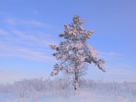 beautiful winter landscape with pine snow covered