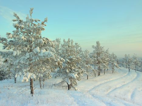 beautiful winter landscape with pines snow covered