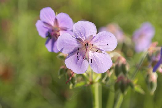 Blossom wild flowers on field, shallow dof