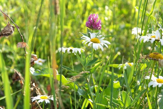 Blossom wild flowers on field, shallow dof