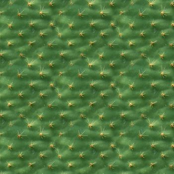 Cactus leaf structure as background or wallpaper