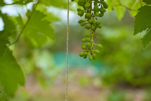 Young green grapes on a green blurred background. High quality photo