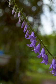 beautiful blooming bouquet blue bell flower isolated on green bokeh background, close up . High quality photo