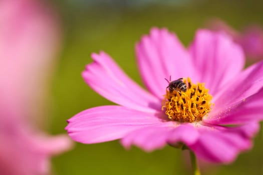 Purple flower on a green blurred background. High quality photo