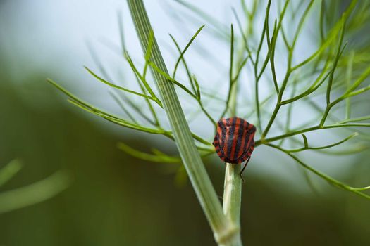 Red striped bedbug on a green branch of dill Graphosoma italicum, red and black striped stink bug, Pentatomidae. High quality photo