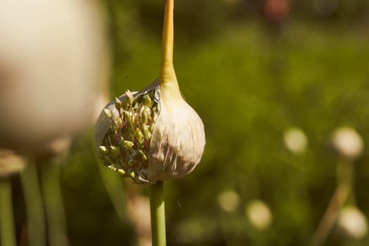 Opening garlic flower on a green background. High quality photo