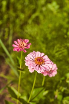 Purple flower on a green blurred background. High quality photo