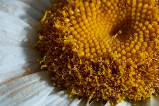 Close-up chamomile daisy flower with yellow nectar . High quality photo