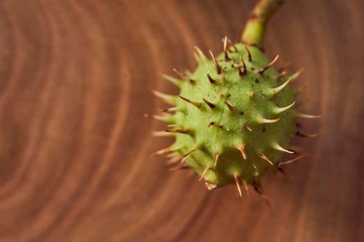 Green fruit of wild chestnut on a wooden slice. High quality photo