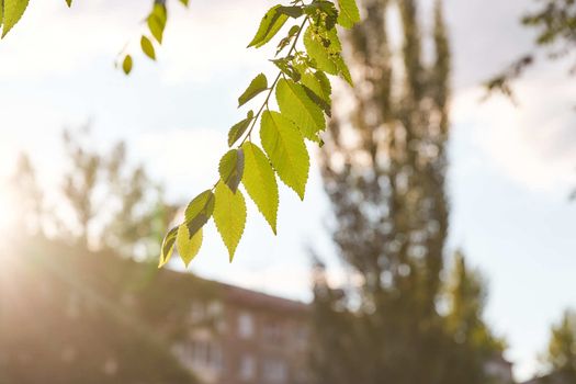 The leaves of the elm tree on a blurred background with the rays of the sun at sunset. High quality photo